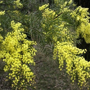 Acacia fimbriata Fringed Wattle Rare Yellow Flower Tree 10 Seeds 2066 image 2