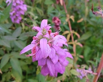 Monarda punctata Spotted Horsemint Bee Balm Begamot Wildflower Attracts Bees Butterflies Lilac Flower Shrub 20 seeds #