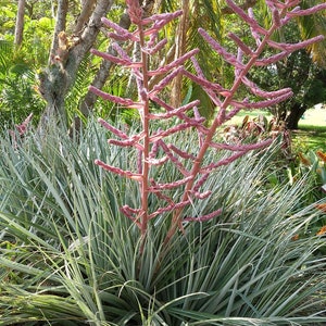 Puya spathacea Bromeliad Pink Flower RARE Landscape Plant 15 Seeds 2069 image 1