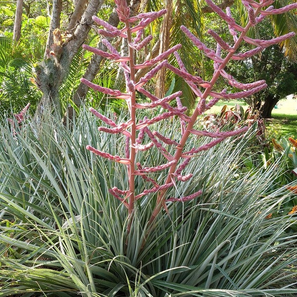 Puya spathacea Bromeliad Pink Flower RARE Landscape Plant 15 Seeds #2069