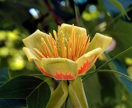 Liriodendron Tulipifera Tulip Poplar Tree Fragrant Flowers 10