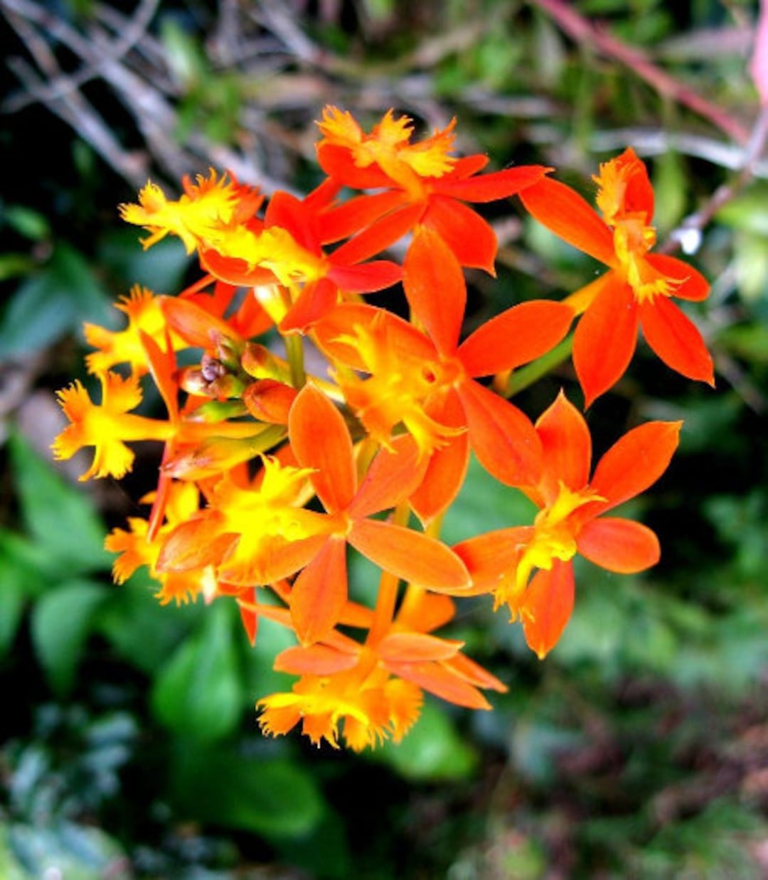 Epidendron Ibaguense Reed-stem Orchid Crucifix Flower Tropical Epidendron Ibaguense Reed-stem Orchid Crucifix Flower Tropical