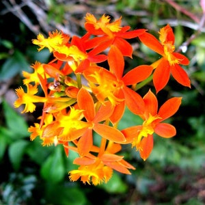 Epidendron ibaguense Orchidée à tige de roseau Crucifix Fleur tropicale Facile Idéal pour couper plus de 100 graines 1194 image 1