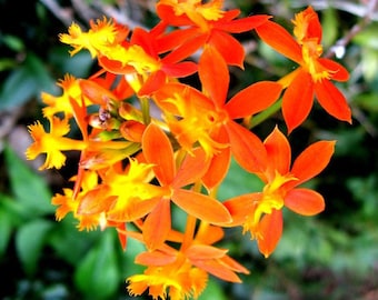 Epidendron ibaguense Reed-stem Orchid Crucifix Flower Tropical Easy Great for Cutting 100+ Seeds #1194