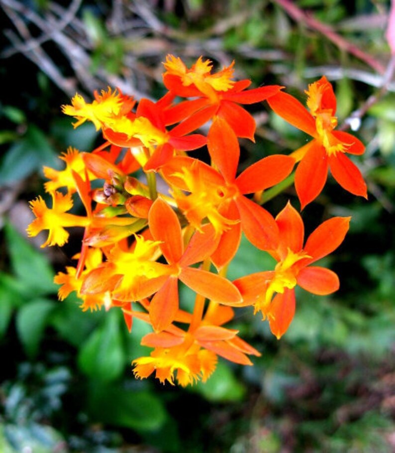 Epidendron ibaguense Orchidée à tige de roseau Crucifix Fleur tropicale Facile Idéal pour couper plus de 100 graines 1194 image 1