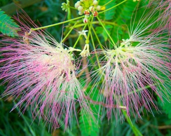 Albizia julibrissin Persian Silk Tree Pink Flower Mimosa Bonsai 5 Seeds #1196