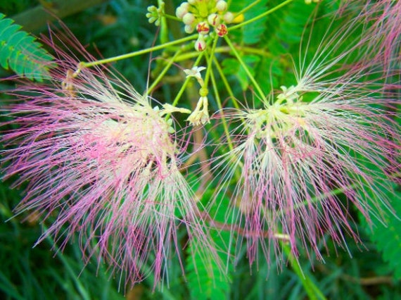 Albizia Julibrissin Persian Silk Tree Pink Flower Mimosa Etsy Albizia Julibrissin Persian Silk Tree Pink Flower Mimosa Etsy
