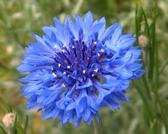 Centaurea cyanus Blue Bachelor's Button Cornflower Good for cuttings 30 Seeds #1160