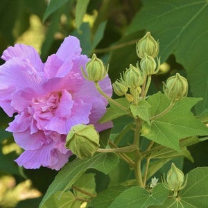 May include: A single pink flower with multiple green buds on a leafy stem. The flower has a delicate, ruffled appearance.