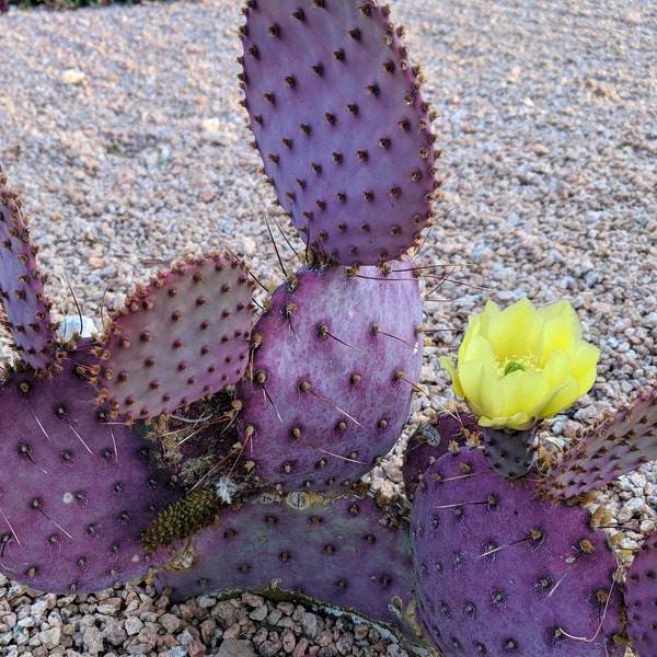 Opuntia violacea Purple Prickly Pear Cactus RARE Fruit Yellow Flowers 5 Seeds #2062