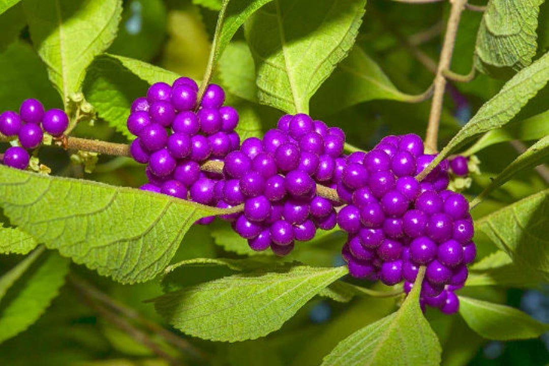 Callicarpa Americana Beautyberry Bush Edible Berries 20 Seeds Organic