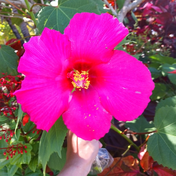 Hibiscus moscheutos GIANT Swamp Rose Mallow Heirloom Hot Pink 5 Seeds #1119