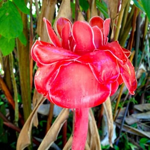 Etlingera Elatior RED Torch Ginger Flower Plant Exotic Tropical Perennial 5 Seeds #2035