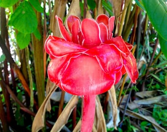 Etlingera Elatior RED Torch Ginger Flower Plant Exotic Tropical Perennial 5 Seeds #2035