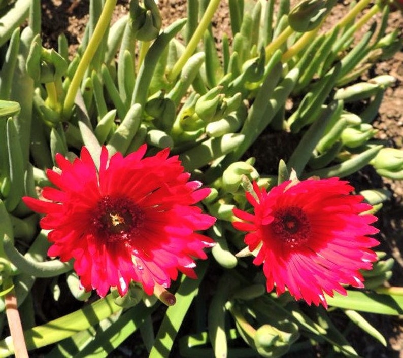 Cephalophyllum alstonii Red Flowers Ice Plant Succulent 10 SEEDS 2119 image 2