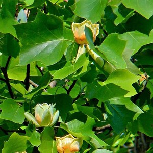 Liriodendron tulipifera Tulip Poplar Tree Fragrant Flowers 10 Seeds 2102 image 2