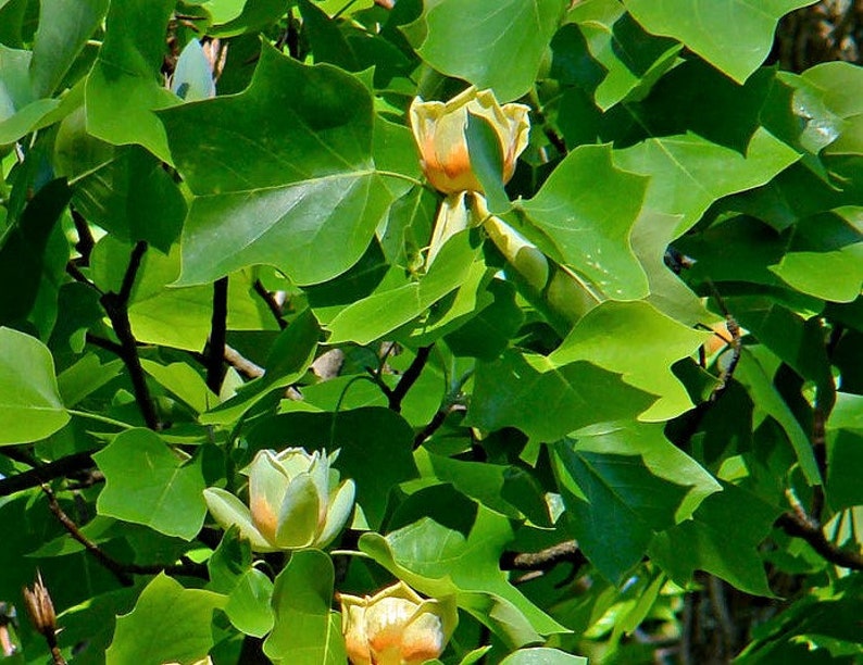 Liriodendron tulipifera Tulip Poplar Tree Fragrant Flowers 10 Seeds 2102 image 2