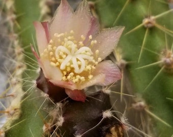 Pfeiffera ianthothele mataralensis Exotic RARE Argentian Basket Cactus 5 SEEDS #2130