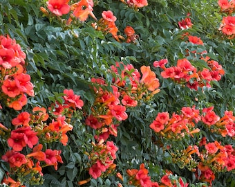 Campsis radicans Orange Trumpet Hummingbird Vine 20 Seeds #1113