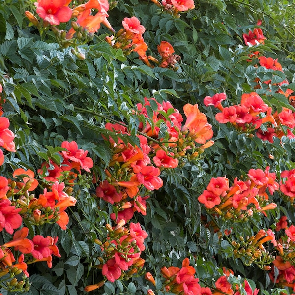 Campsis radicans Orange Trumpet Hummingbird Vine 20 Seeds #1113