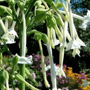 Nicotiana sylvestris Only the Lonely Woodland Tobacco Fragrant Landscape Flower Organic 50 Seeds #2017