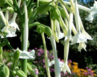 Nicotiana sylvestris Only the Lonely Woodland Tobacco Fragrant Landscape Flower Organic 50 Seeds #2017