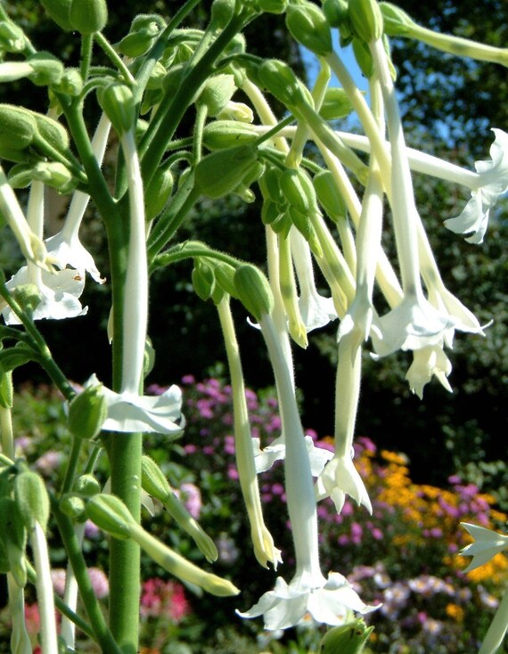 Nicotiana sylvestris Only the Lonely Woodland Tobacco Fragrant Landscape  Flower Organic 20 Seeds #2017