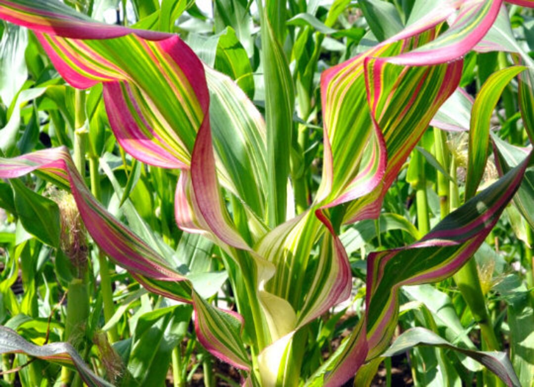 Japonica Striped Maize Rainbow Rare Heirloom Organic 10 Seeds 1131 Etsy