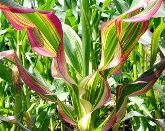 Japonica Striped Maize Rainbow Rare Heirloom Organic 10 Seeds #1131