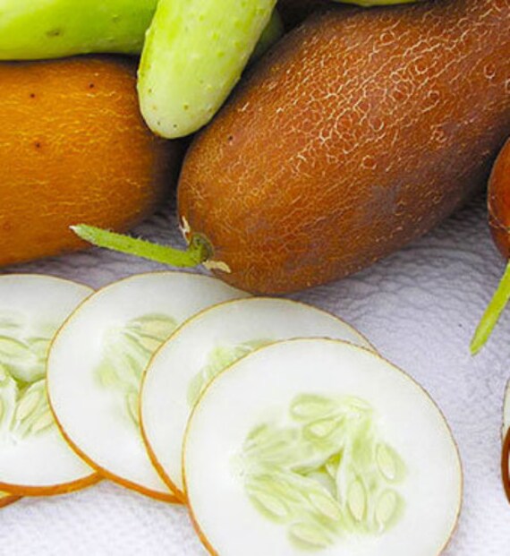 Lemon Cucumber Fun Cute Sweet Organic Non-GMO 10 SEEDS #2139