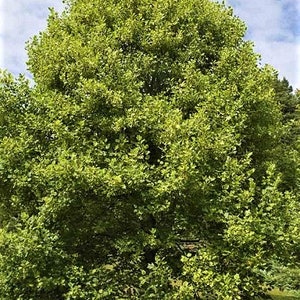 Liriodendron tulipifera Tulip Poplar Tree Fragrant Flowers 10 Seeds 2102 image 3