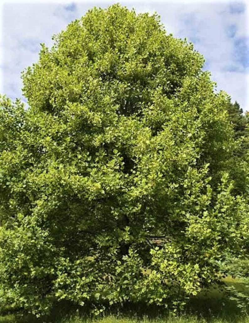 Liriodendron tulipifera Tulip Poplar Tree Fragrant Flowers 10 Seeds 2102 image 3