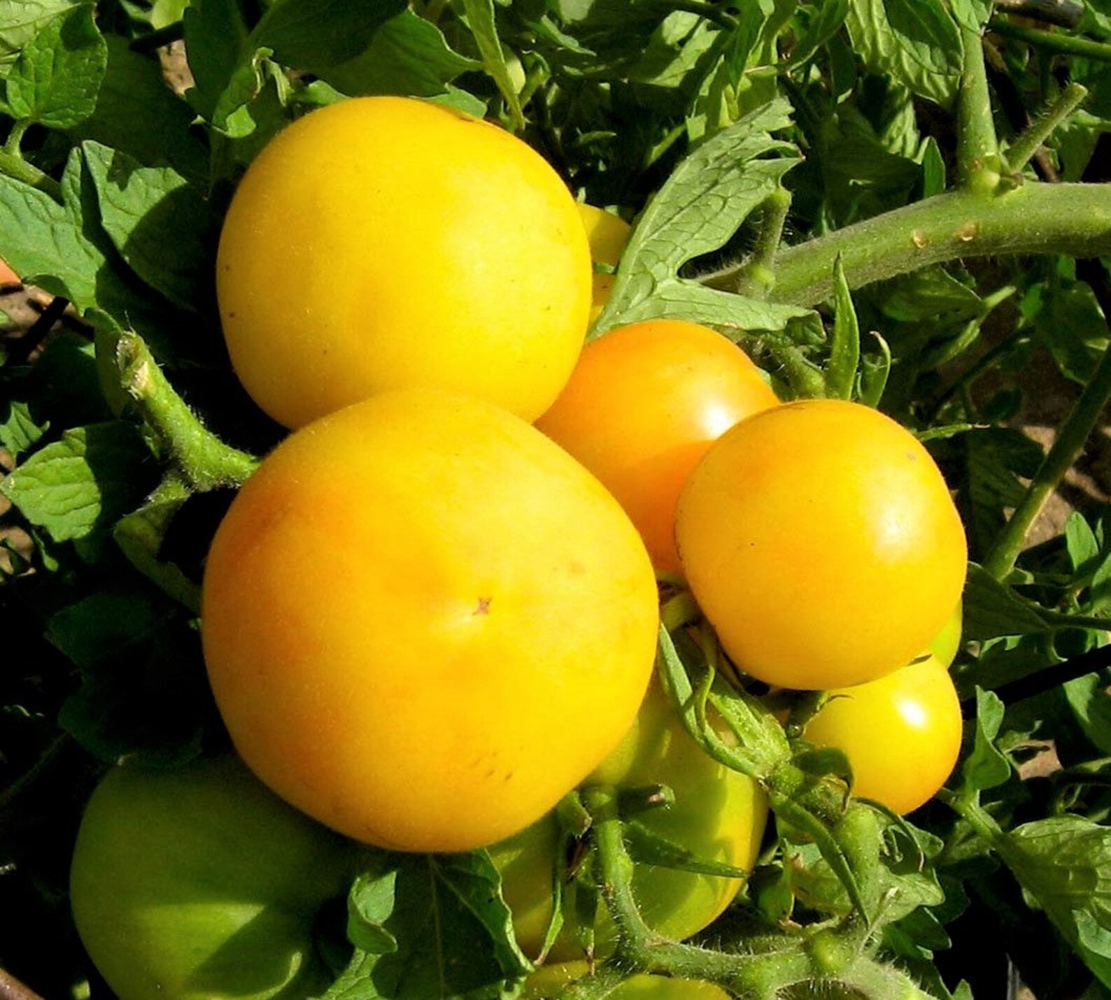Garden Peach Tomato Sweet Yellow Organic Heirloom 10 Seeds Etsy