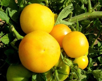 Garden Peach Tomato Sweet Yellow Organic Heirloom 10 Seeds #1154