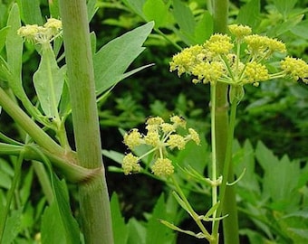 Levisticum officinate Lovage Plant Culinary Herb Non GMO ORGANIC 30 Seeds #2044