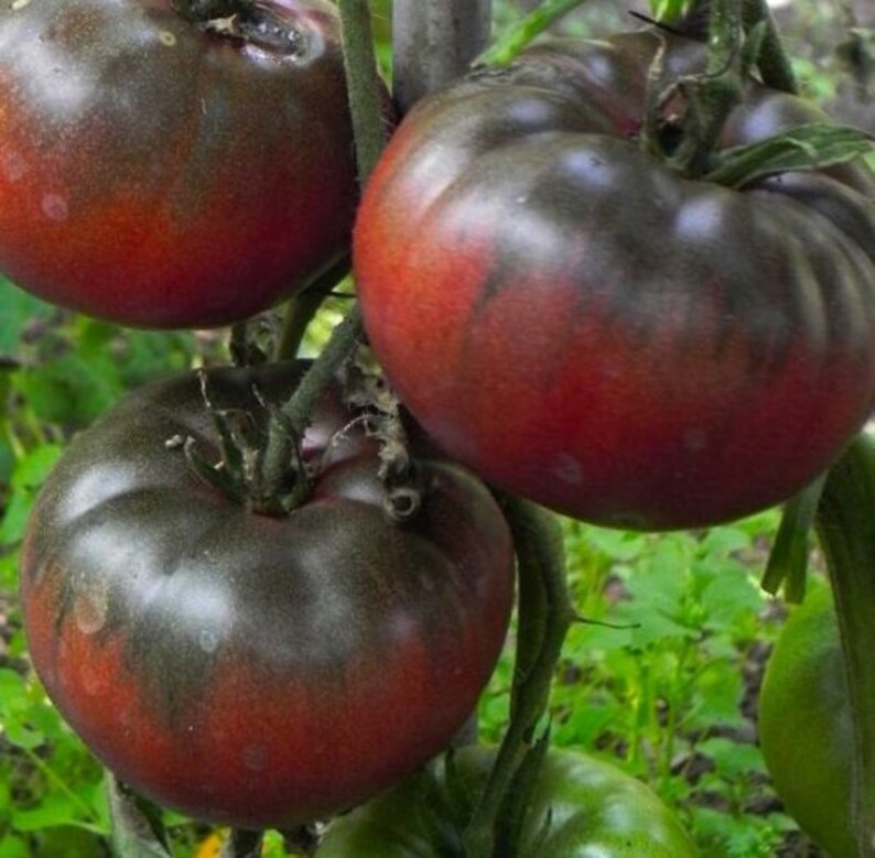 Russian Black Krim Tomato Rare Heirloom Organic Non GMO Savory Etsy
