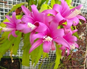 Disocactus nelsonni TROPICAL RARE Cactus Pink Flowers 5 Seeds #2007