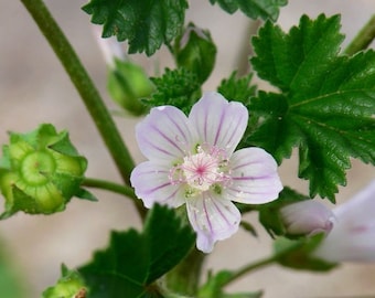 Malva neglecta Dwarf Mallow Edible Medicinal Herb Ground Cover Organic 20 Seeds #2043