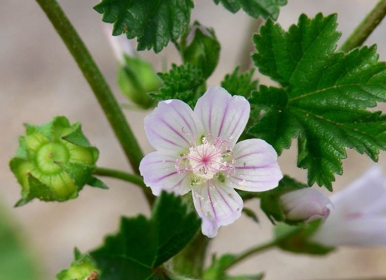 Malva neglecta Dwarf Mallow Edible Medicinal Herb Ground Cover Organic 20 Seeds #2043