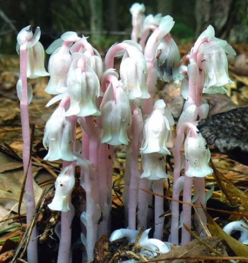 Monotropa Uniflora Ghost Indian Pipe Corpse Plant Rare Etsy