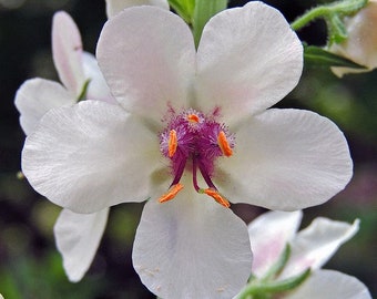 Verbascum blattaria Moth Mullein Wildflower Rare 200 Seeds #2101
