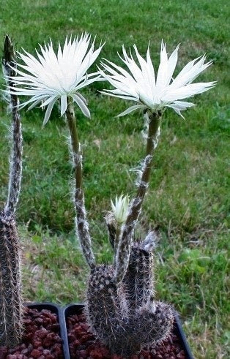 Setiechinopsis mirabilis Flower of Prayer Nocturnal Cactus RARE 5 Seeds 2082 image 1