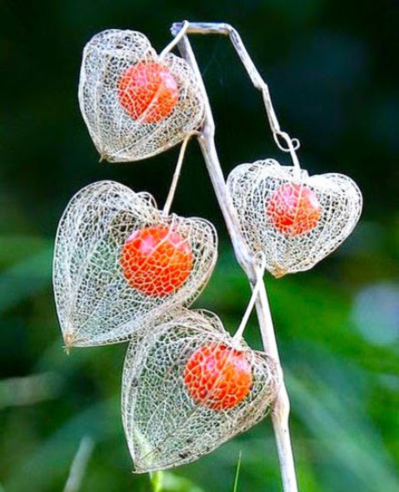 Physalis Alkekengi Chinese Lantern Plant Ornamental Medicinal Herb 15