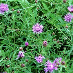 Centaurea scabiosa Greater Knapweed Rare Purple Cornflower Good for Cutting 10 Seeds 2098 image 2