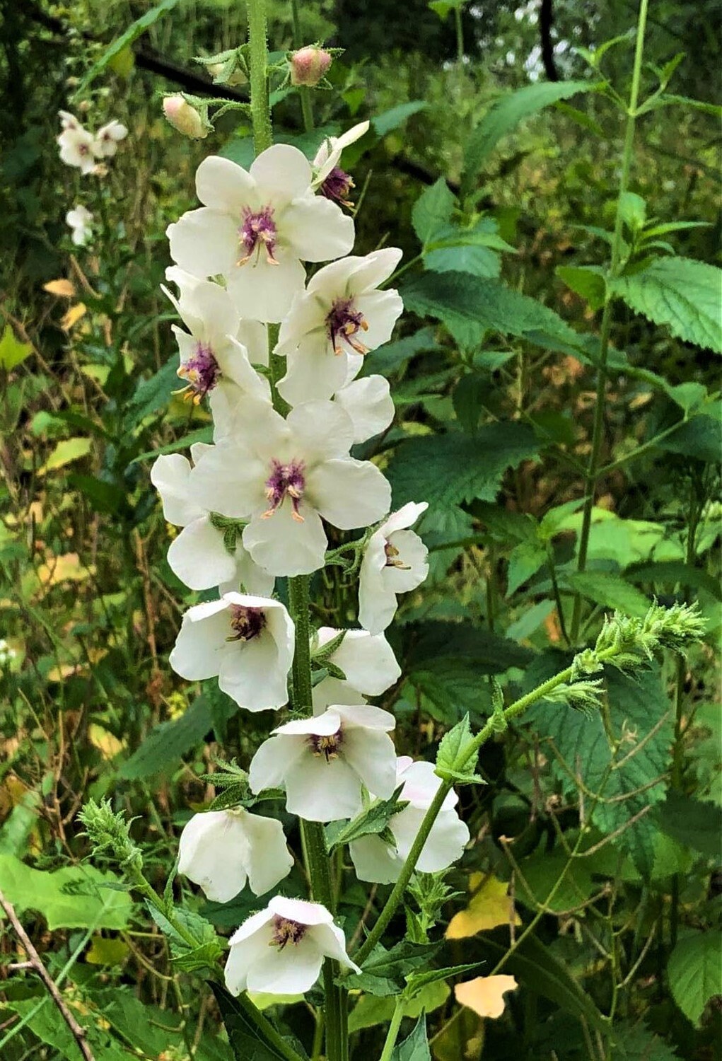 Verbascum Blattaria Moth Mullein Wildflower Rare 200 Seeds 2101 Etsy