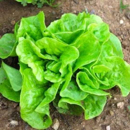 Buttercrunch Bibb Lettuce Rare Organic Non GMO 100 Seeds 1150 Etsy