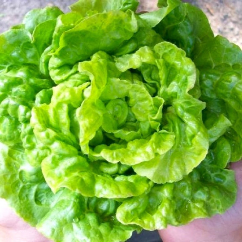 Buttercrunch Bibb Lettuce Rare Organic Non GMO 100 Seeds 1150 Etsy