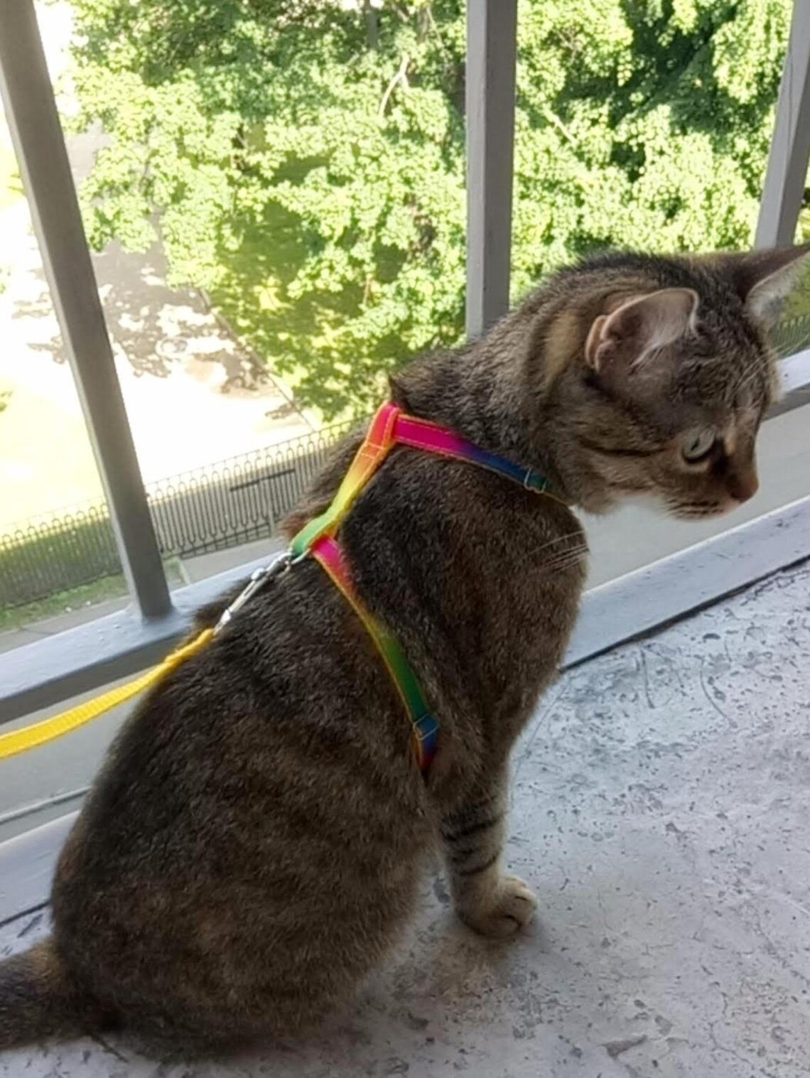 Adjustable cat harness.Rainbow harness for cat. Cat harness. Etsy