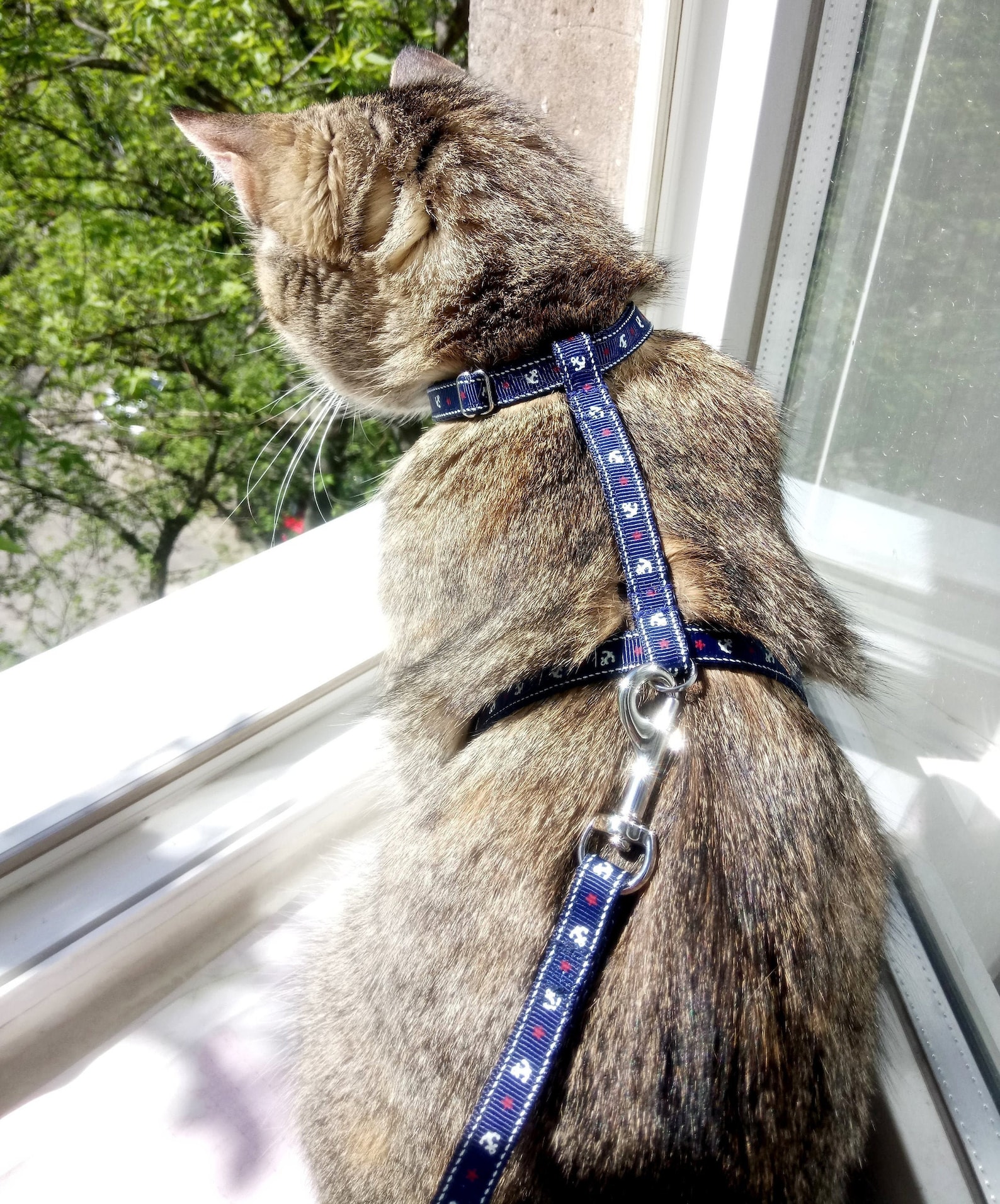 Anchor Harness Catcat Harnesswalking Cat Harnessreliable Etsy