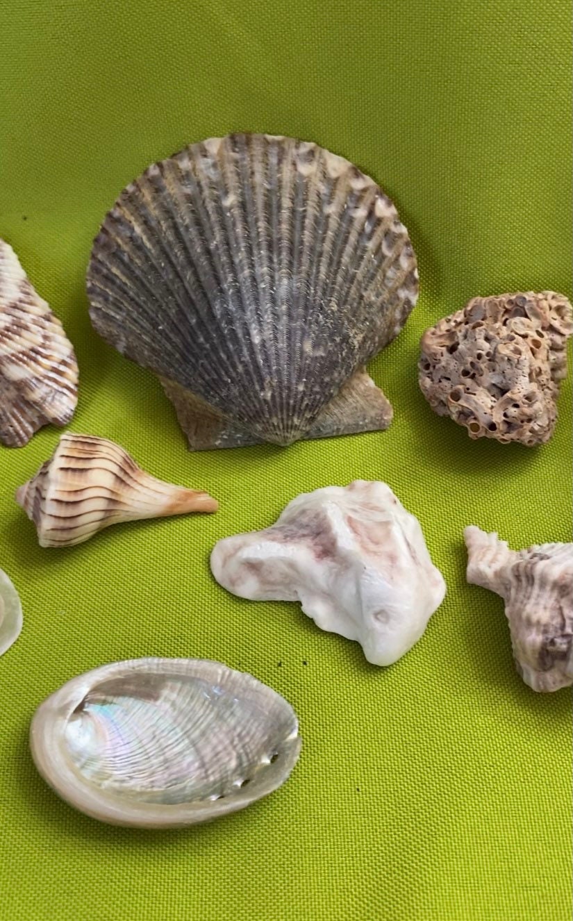 Sea Shell Magic Starter Sea Witch/sea Shells/witchcraft/wicca/pagan ...